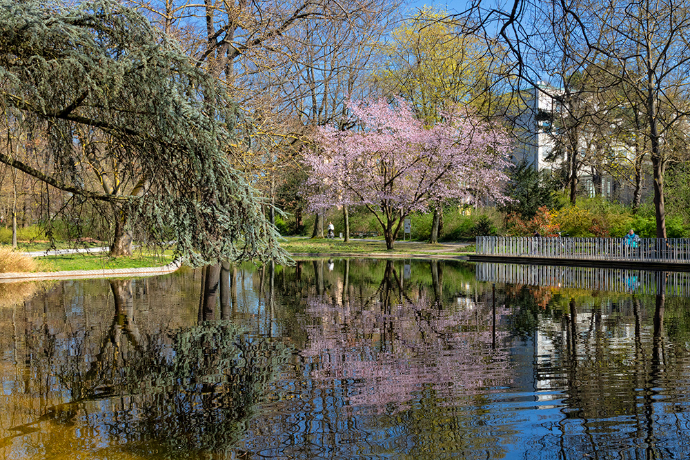 Frühling 2020 im Ringpark in Würzburg.