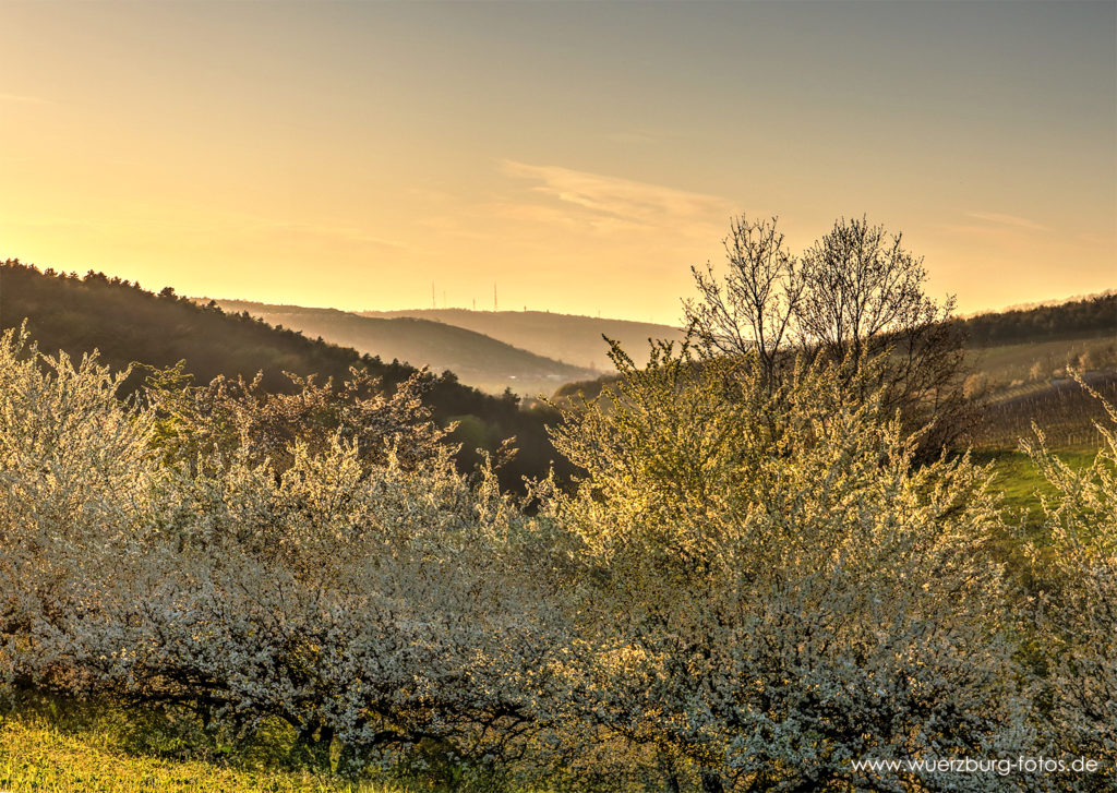 Apfelbäume im Sonnenuntergang