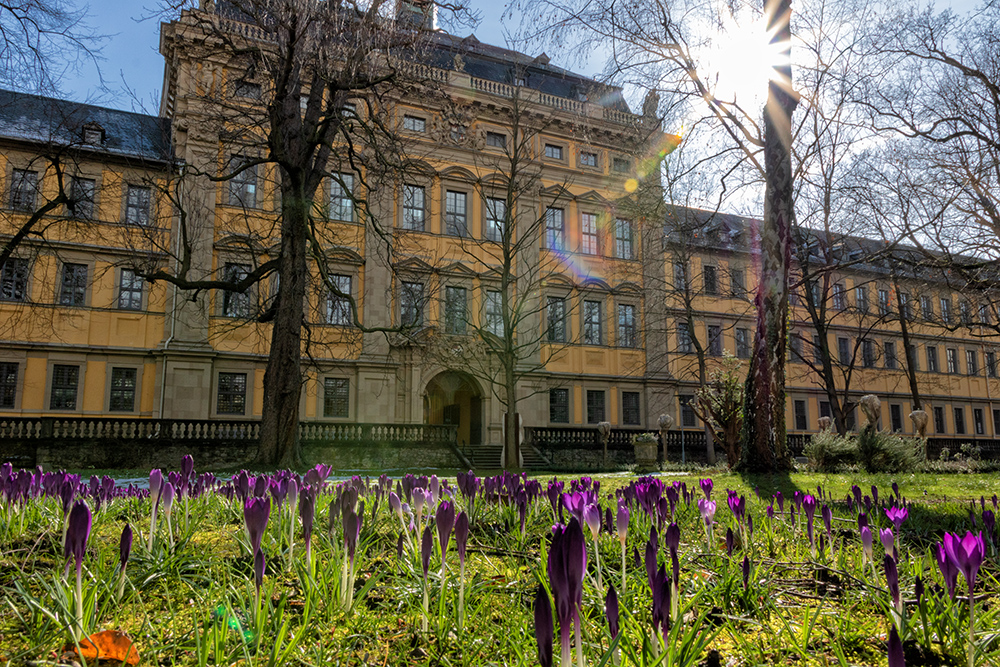 Ein paar erste zarte Frühlingsboten Ende Februar im Garten des Juliusspitals.