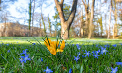 Gibt es ein besseres Anzeichen für den Frühlingsanfang als blühende Blausternchen und Krokusse?