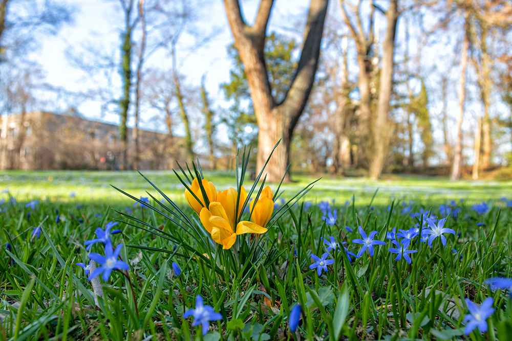 Gibt es ein besseres Anzeichen für den Frühlingsanfang als blühende Blausternchen und Krokusse?