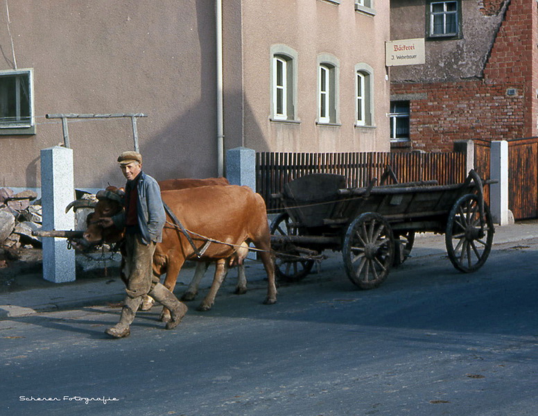 Ein Landwirt mit Kuh und Karren im Zinklesweg im heutigen Stadtteil Lindleinsmühle 1967. Im Hintergrund das Schild der Bäckerei Weberbauer.