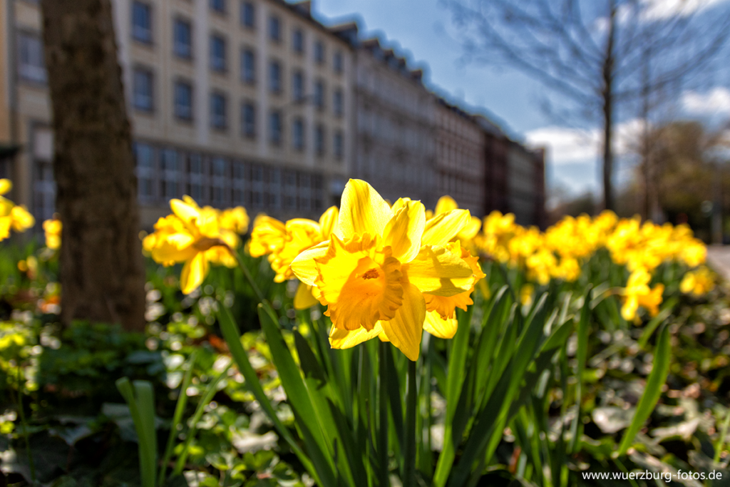 Frühling 2021 in Würzburg.