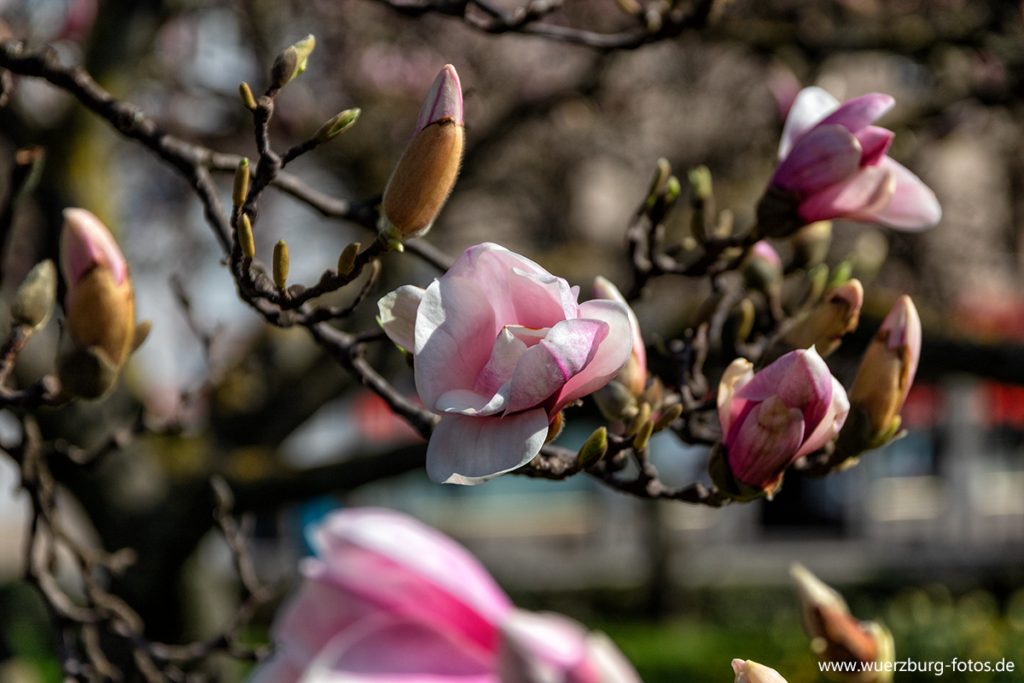 Frühling 2021 im Kaisergärtchen in der Kaiserstraße.