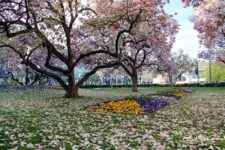 Der kleine Kaisergarten am Hauptbahnhof - ein duftendes Magnolien-Blütenmeer
