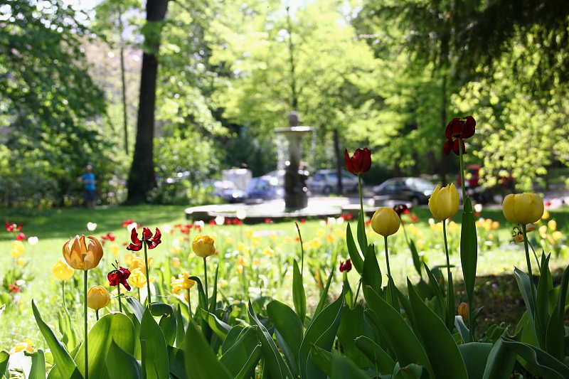 Frühlingsblumen am Ruschkewitz-Brunnen in der Nähe vom Sanderring.