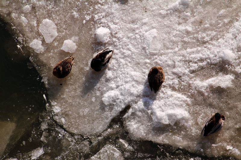 Während sich unsers eins bei diesen Temperaturen den "Allerwertesten" abfriert, nehmen die Enten ein "gemütliches" Sonnenband auf einer der Eisschollen.