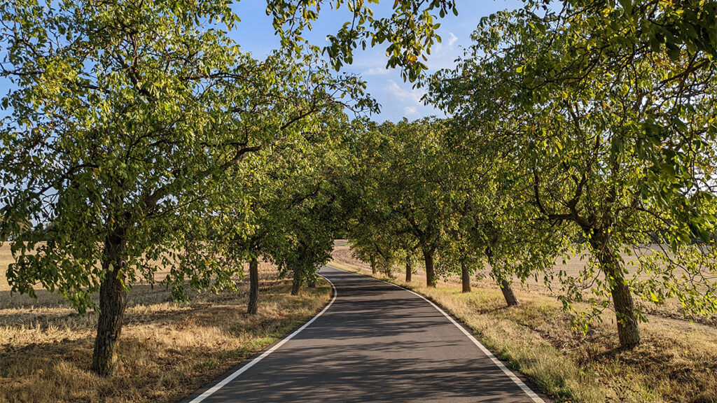 Alte Bäume an der Allee an der Oberdürrbacher Straße.