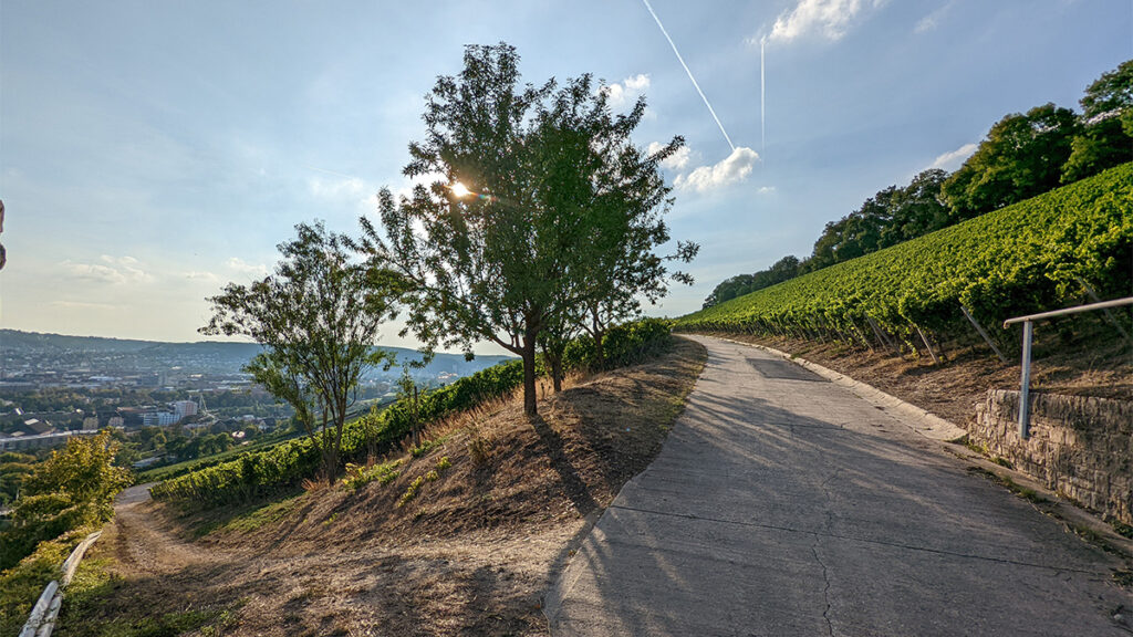 Auf dem Stein-Wein-Pfad durch die Weinberge am Würzburger Stein.