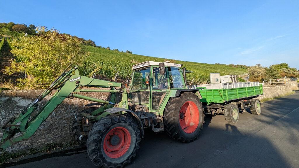 Neue Trauben für den guten Würzburger Wein.